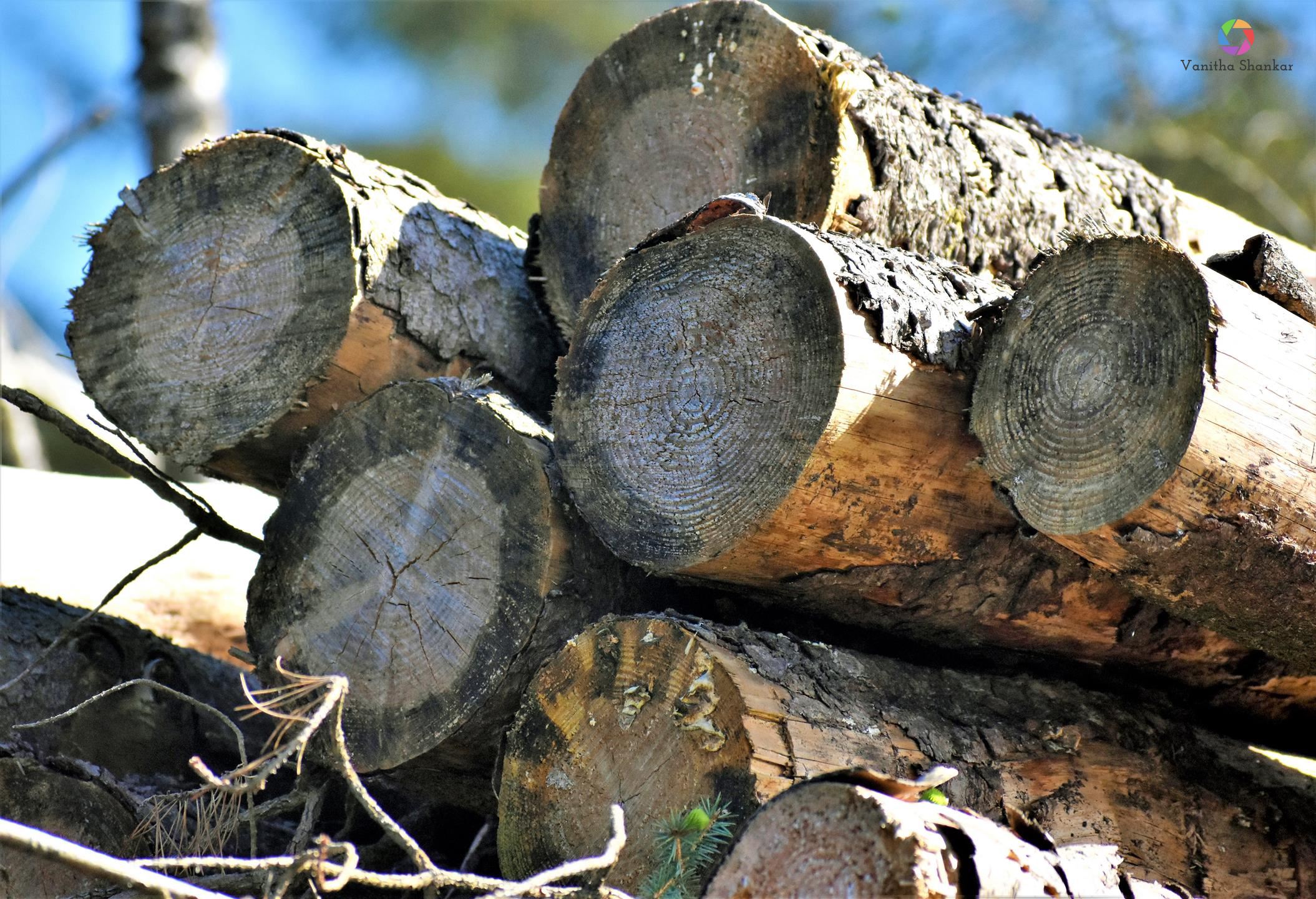 Character shots – light on logs of wood