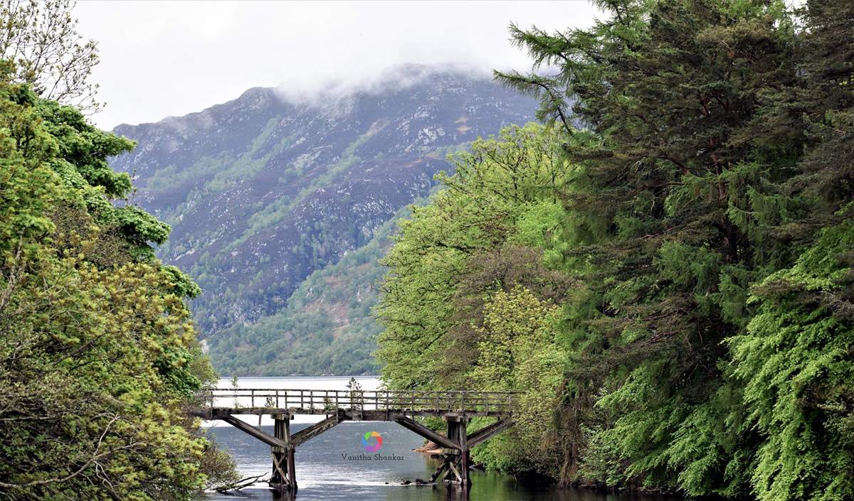 Landscape – Forest bridge