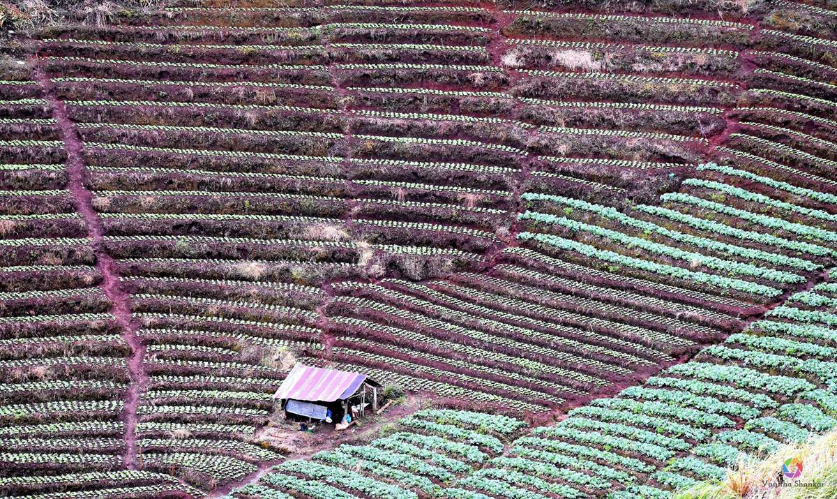 Landscape – Mountain farming Thailand