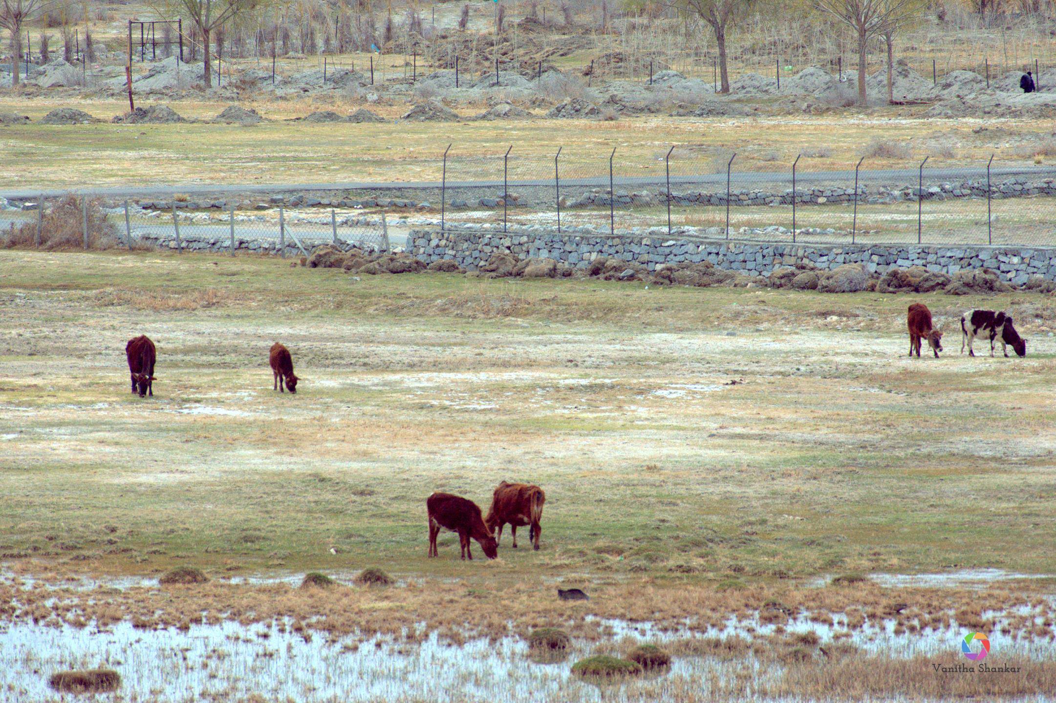 Landscape – animals